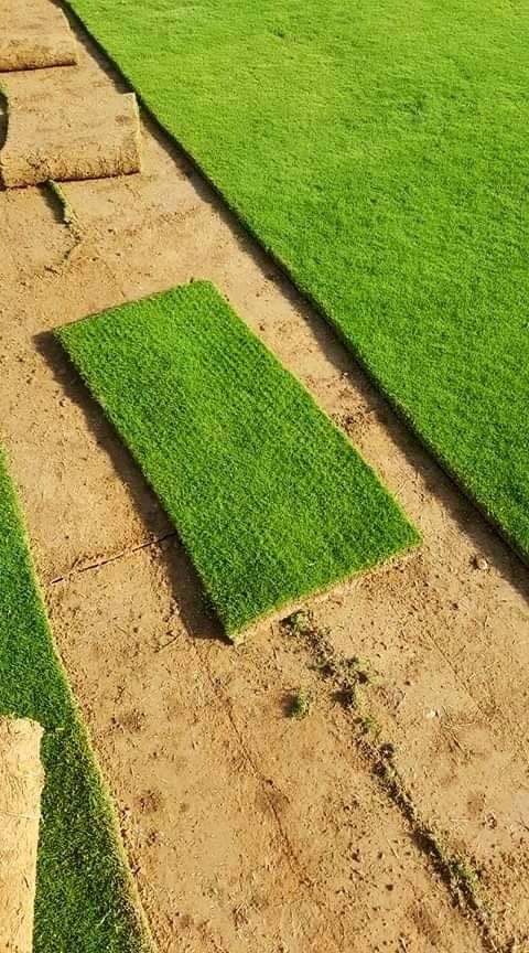 تركيب عشب طبيعي بالدمام