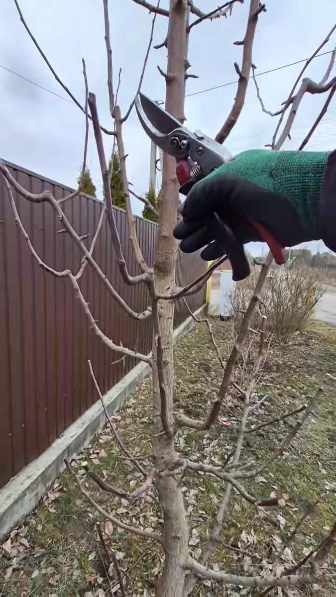 عامل قص الاشجار بالدمام