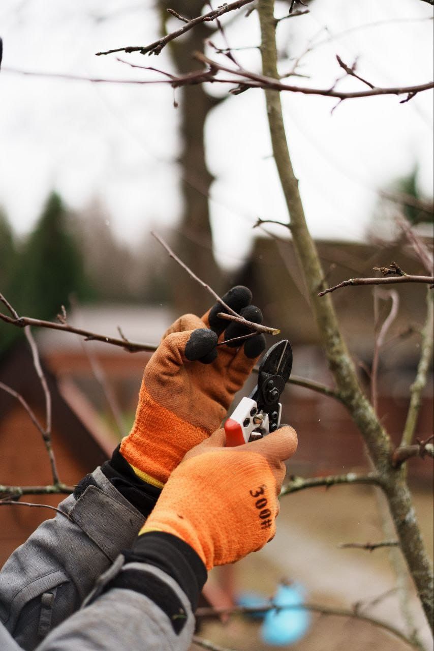 عامل قص الاشجار بالدمام
