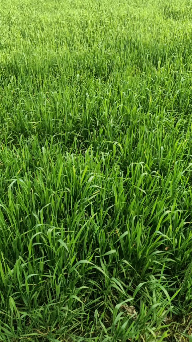 تركيب عشب طبيعي بالدمام