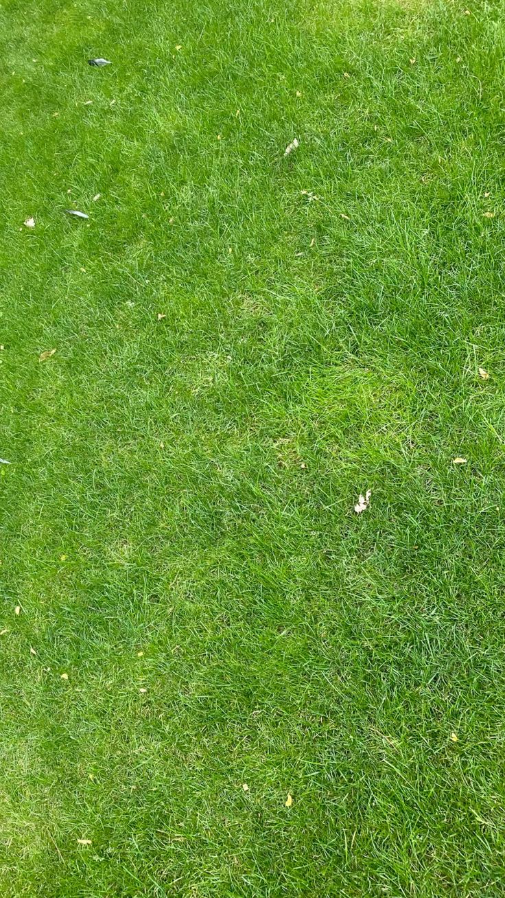 تركيب عشب طبيعي بالدمام