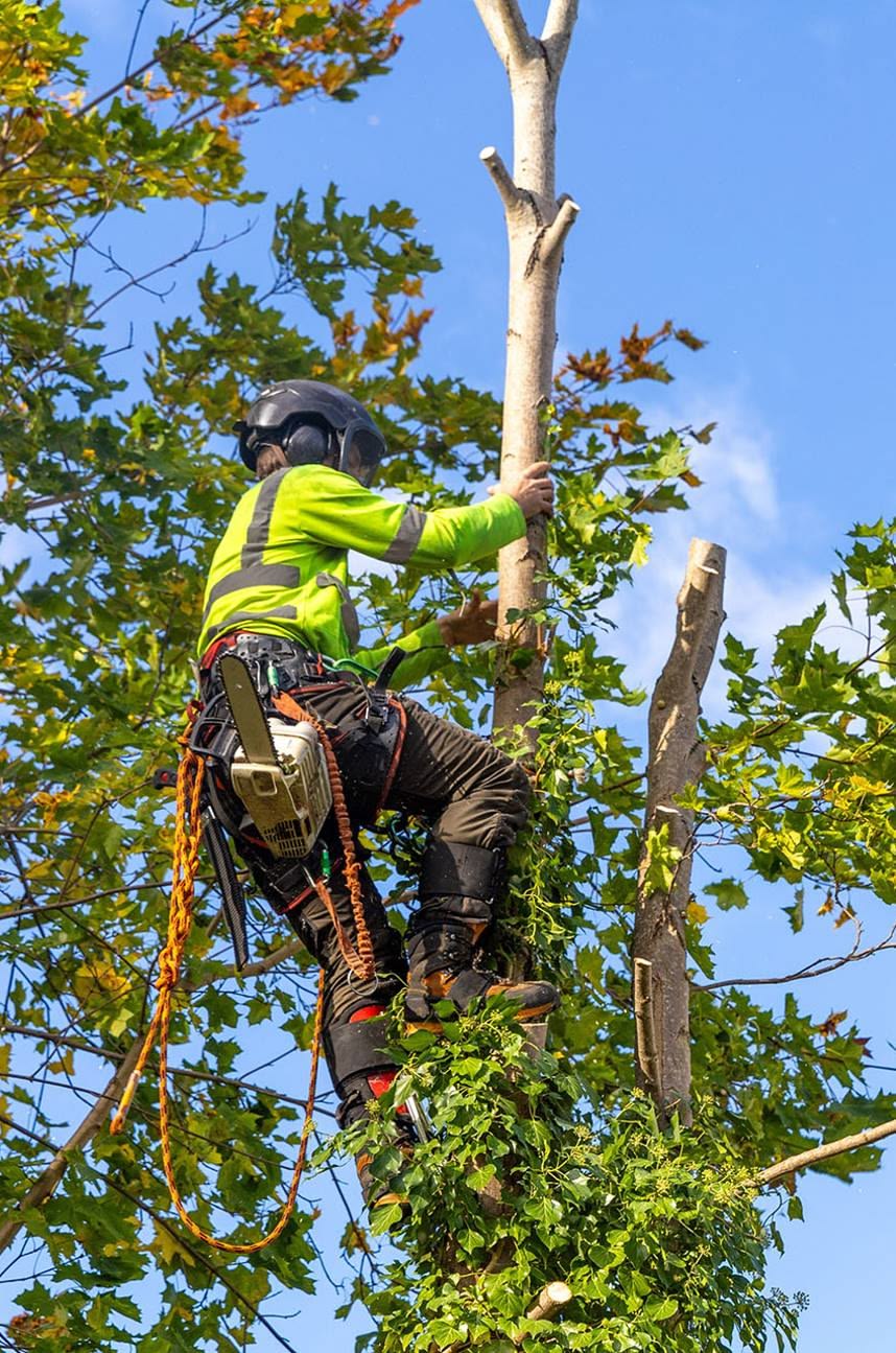 عامل قص الاشجار بالدمام