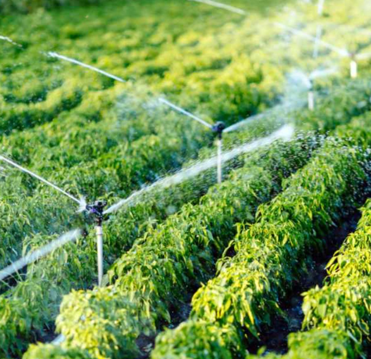 تمديد شبكات الري بالدمام