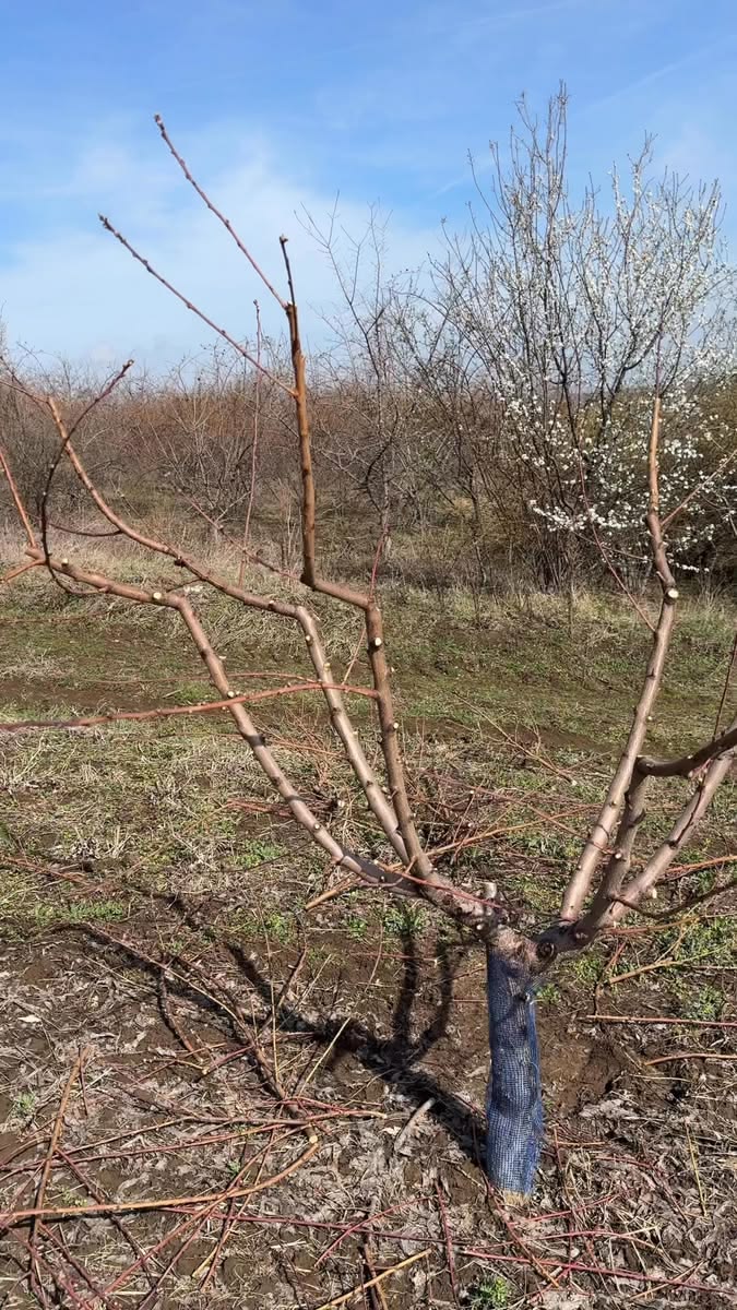 عامل قص الاشجار بالدمام