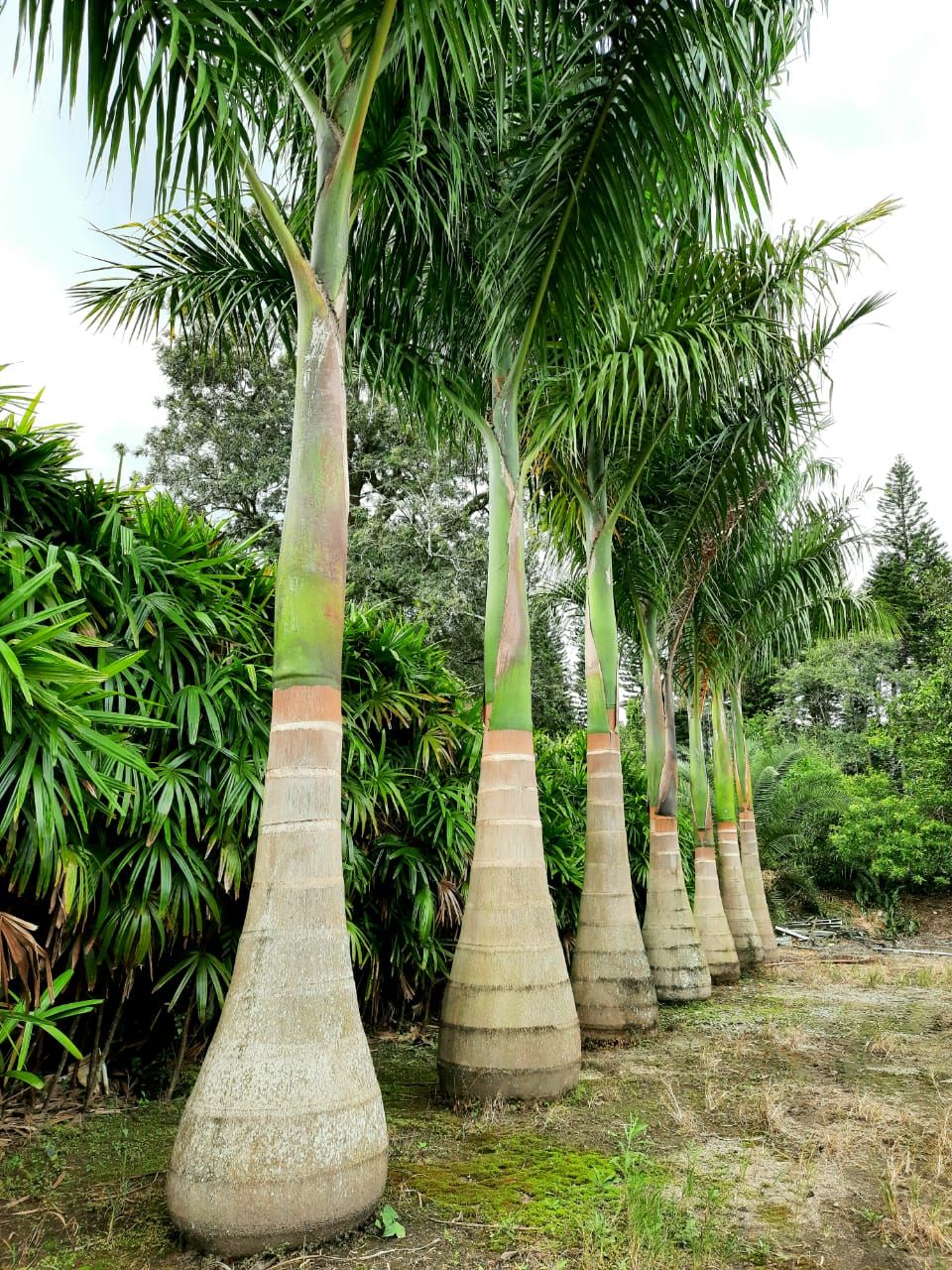 تكريب النخيل بالرياض