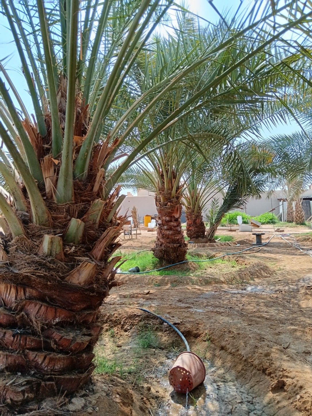 تكريب النخيل بالرياض