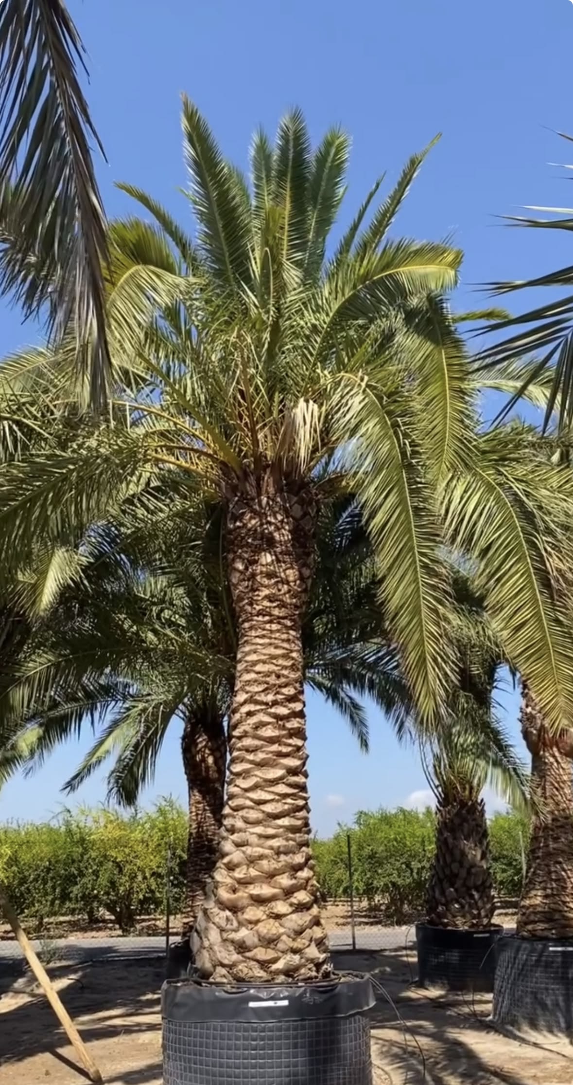 تكريب النخيل بالرياض