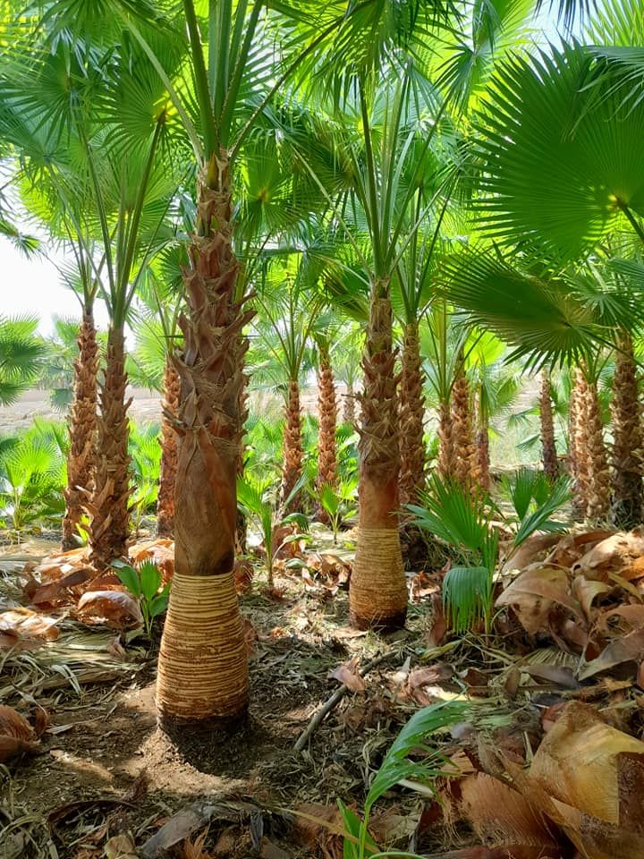 تكريب النخيل بالرياض