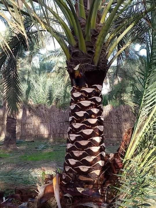 تكريب النخيل بالدمام