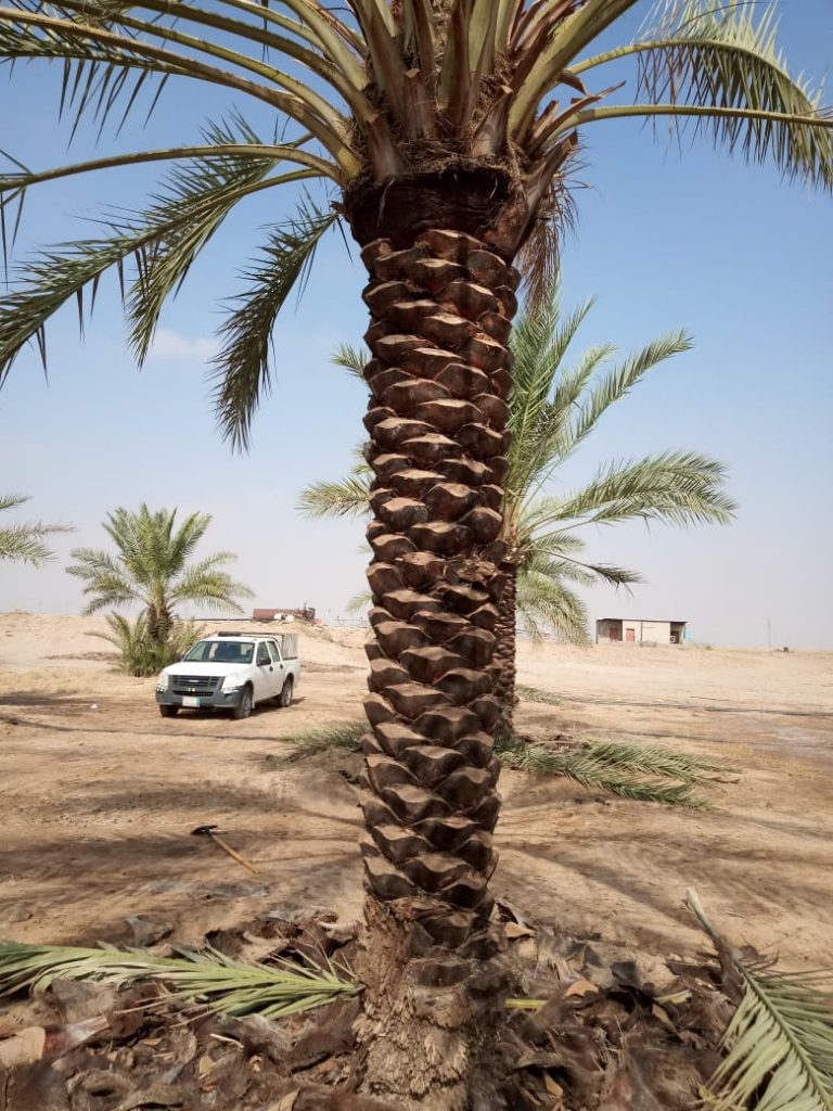 تكريب النخيل بالدمام