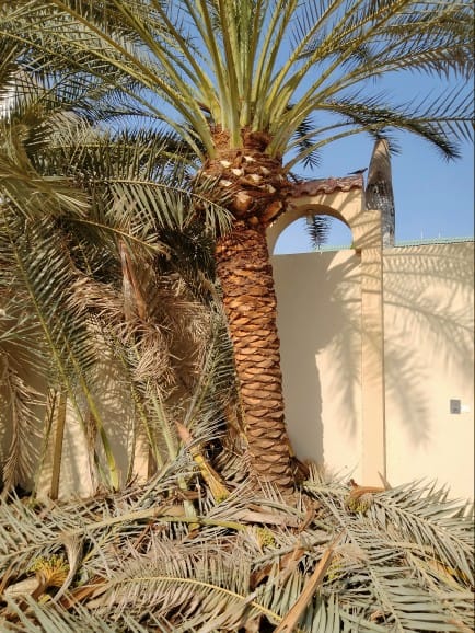 تكريب النخيل بالدمام