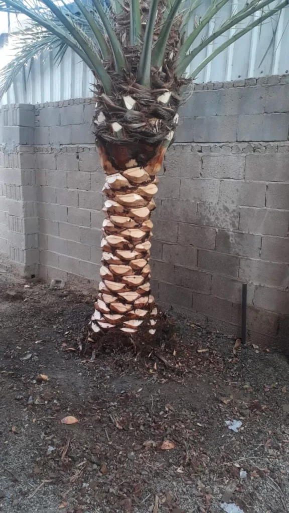 تكريب النخيل بالدمام