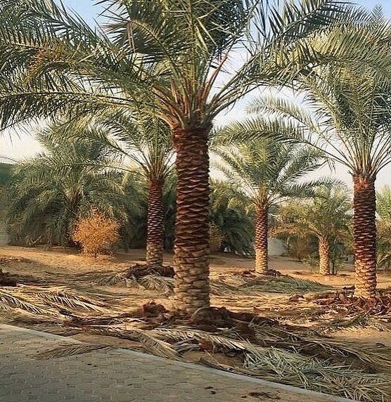 تكريب النخيل بالدمام
