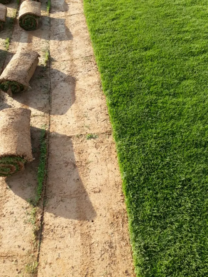 توريد وتركيب عشب طبيعي بالدمام