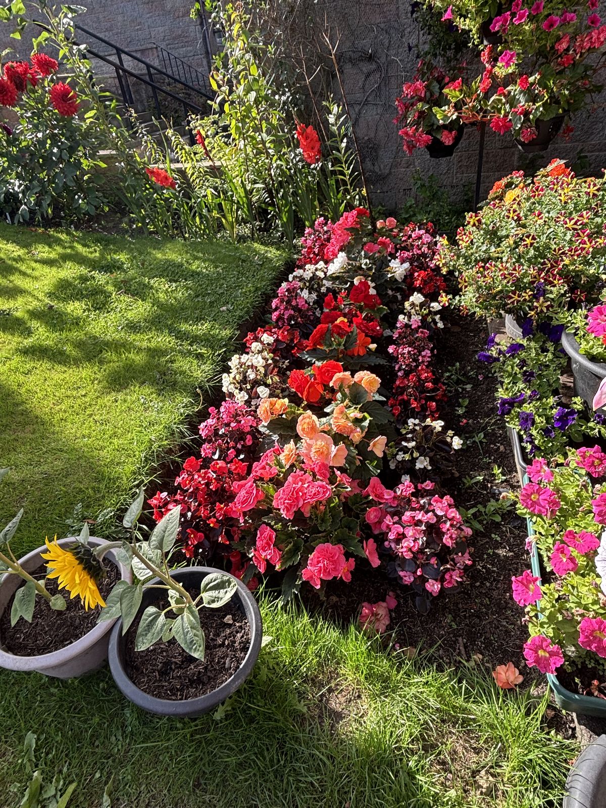 زراعة الورود والنباتات بالرياض