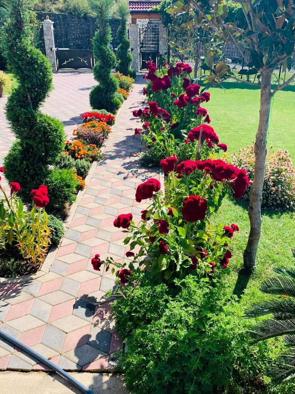 زراعة الورود والنباتات بالرياض