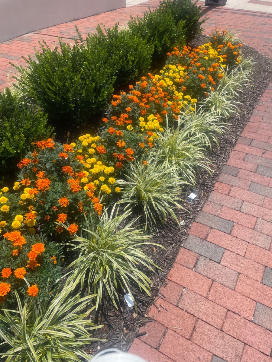 زراعة الورود والنباتات بالرياض