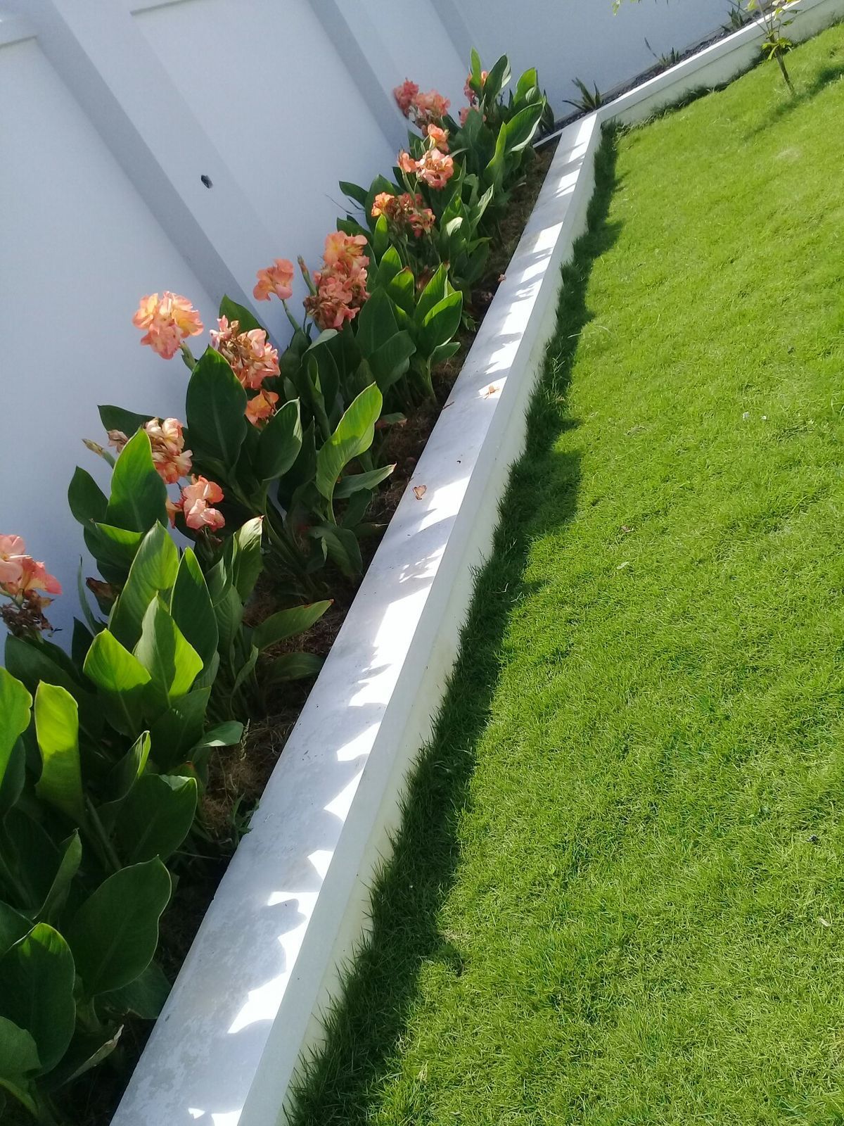 زراعة الورود والنباتات