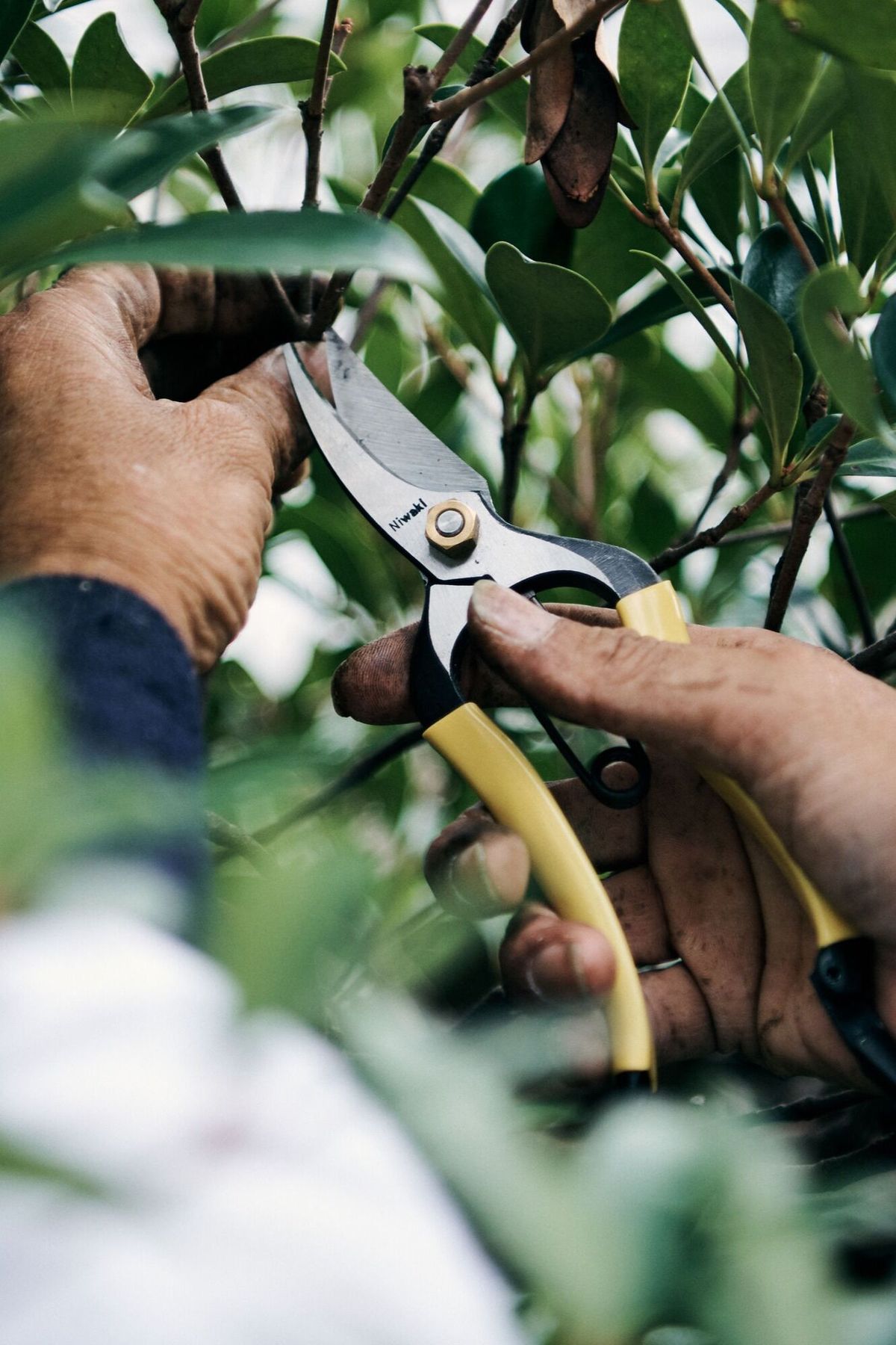 عامل قص الاشجار بالرياض