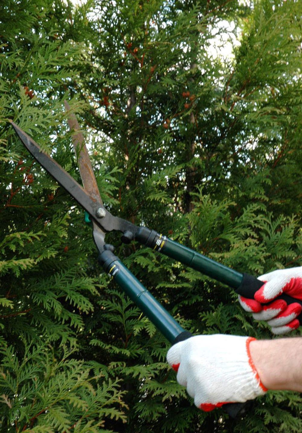 عامل قص الاشجار بالرياض