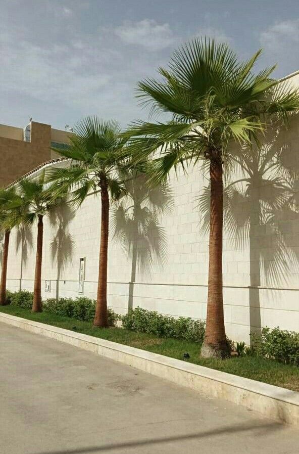 تكريب النخيل بجدة