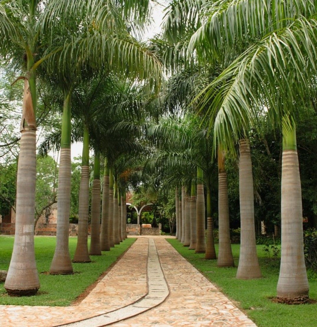 تكريب النخيل بجدة