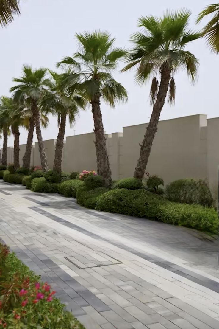 تكريب النخيل بجدة