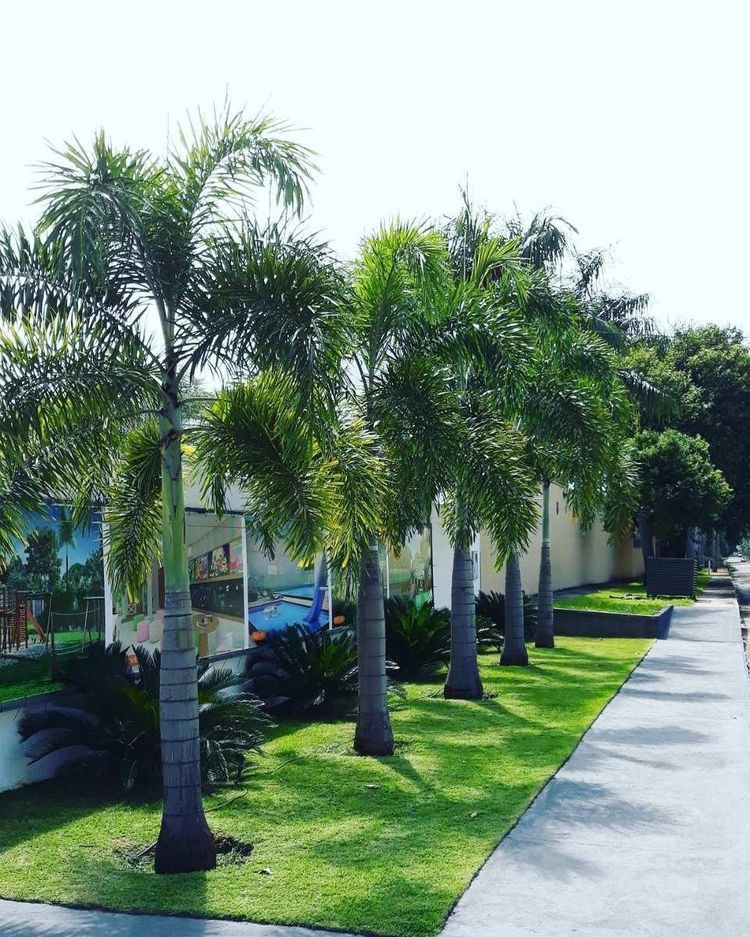 تكريب النخيل بجدة