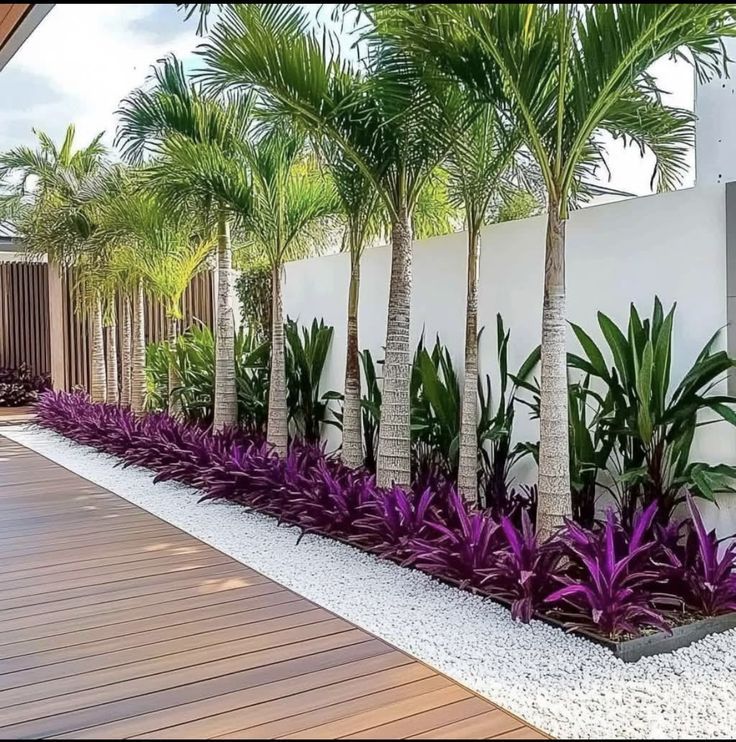 تكريب النخيل بجدة