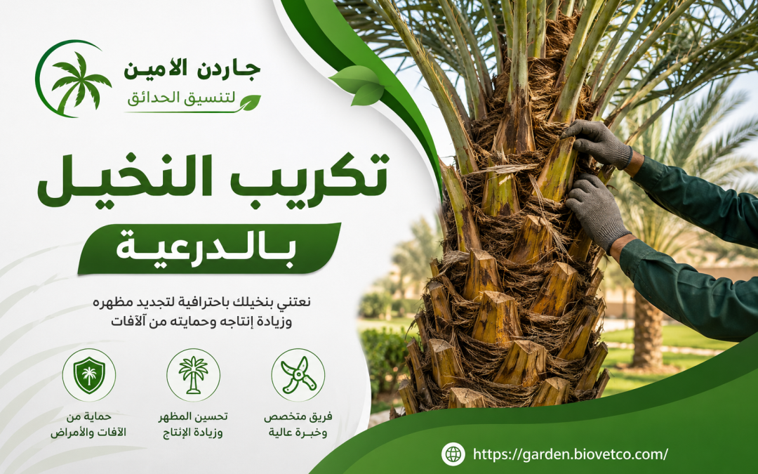 تكريب النخيل بالدرعية