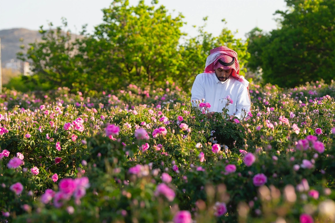 زراعة الورود والنباتات بمكة