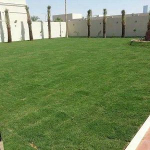 تركيب عشب طبيعي بالدرعية