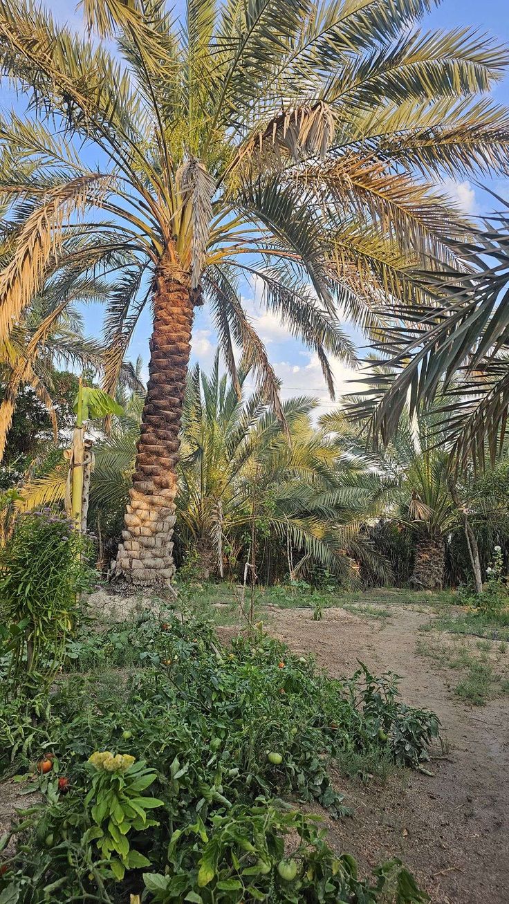 تكريب النخيل بالدرعية