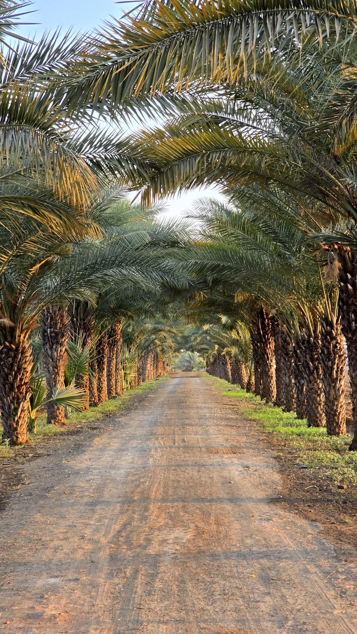 تكريب النخيل بالدرعية