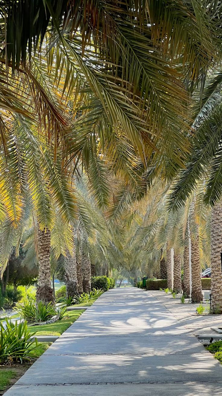 تكريب النخيل بالدرعية