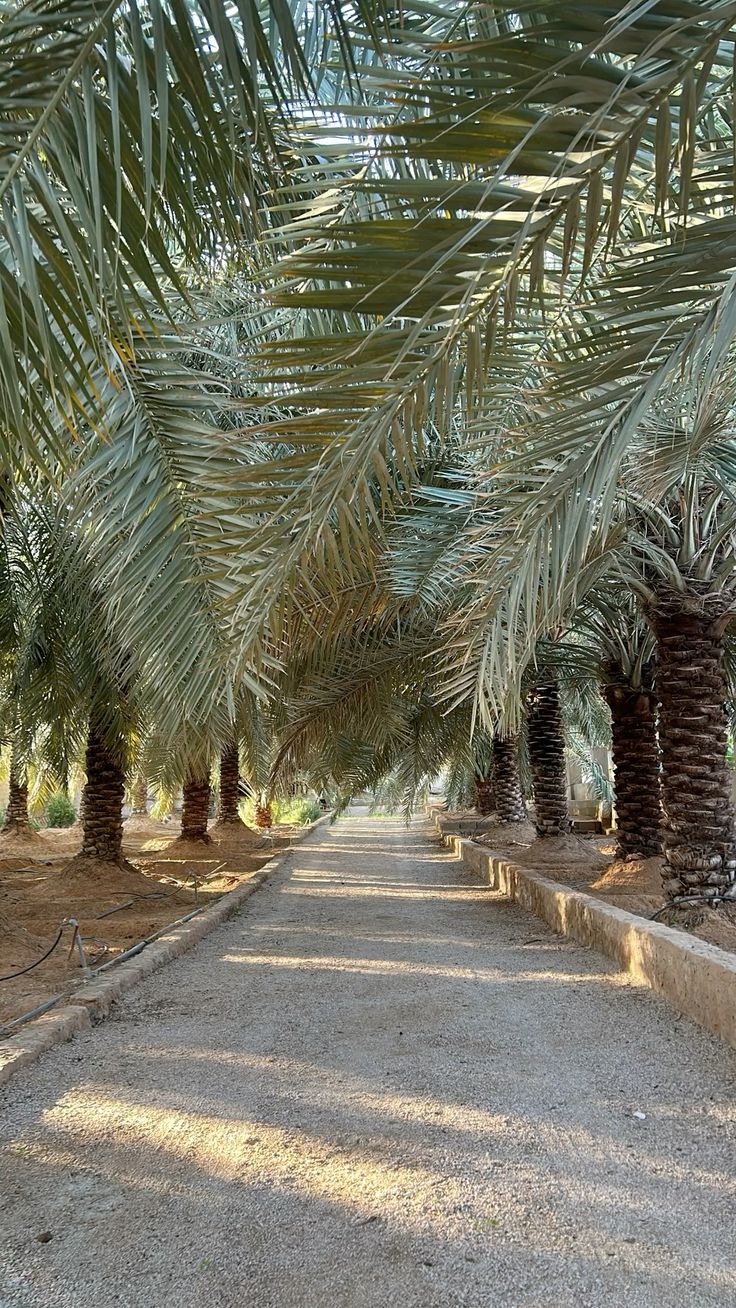 تكريب النخيل بالدرعية