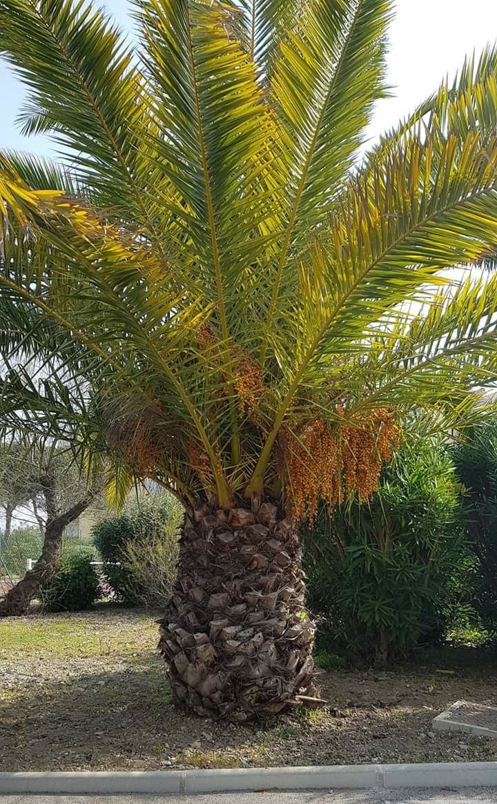تكريب النخيل بالدرعية