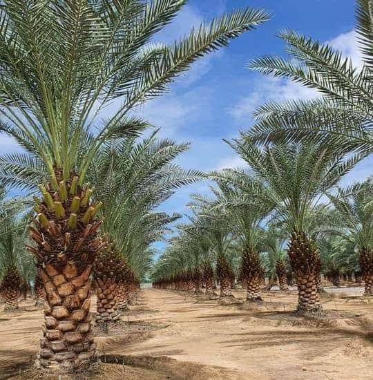 تكريب النخيل بالدرعية