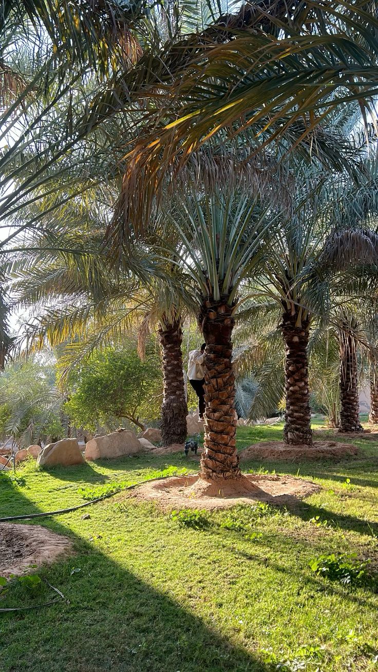 تكريب النخيل بالدرعية