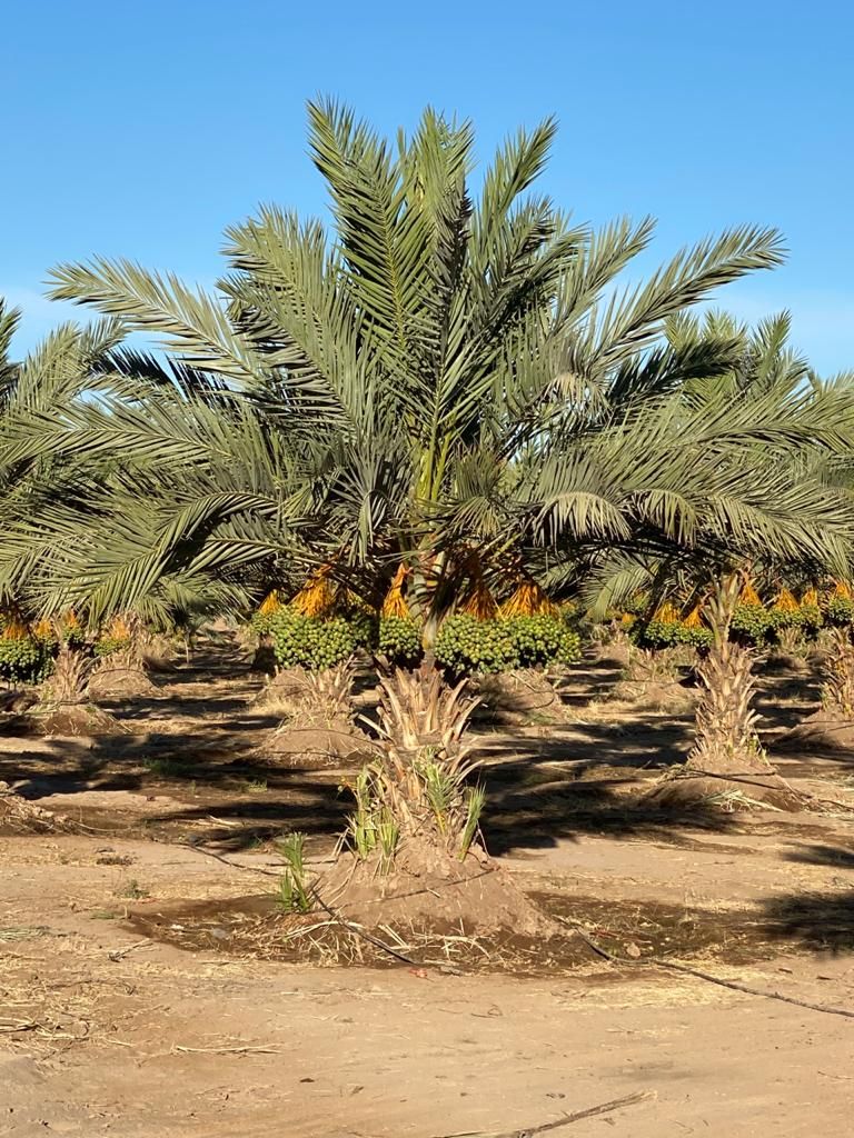 تكريب النخيل بالدرعية
