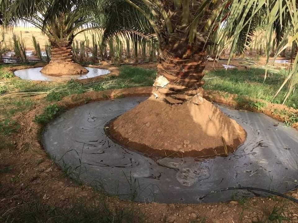 تكريب النخيل بالدرعية