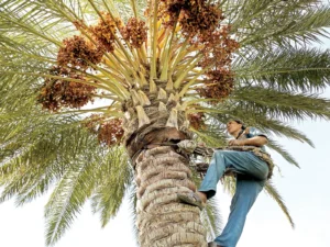 تكريب نخيل بالجبيل