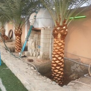 تكريب نخيل بالجبيل