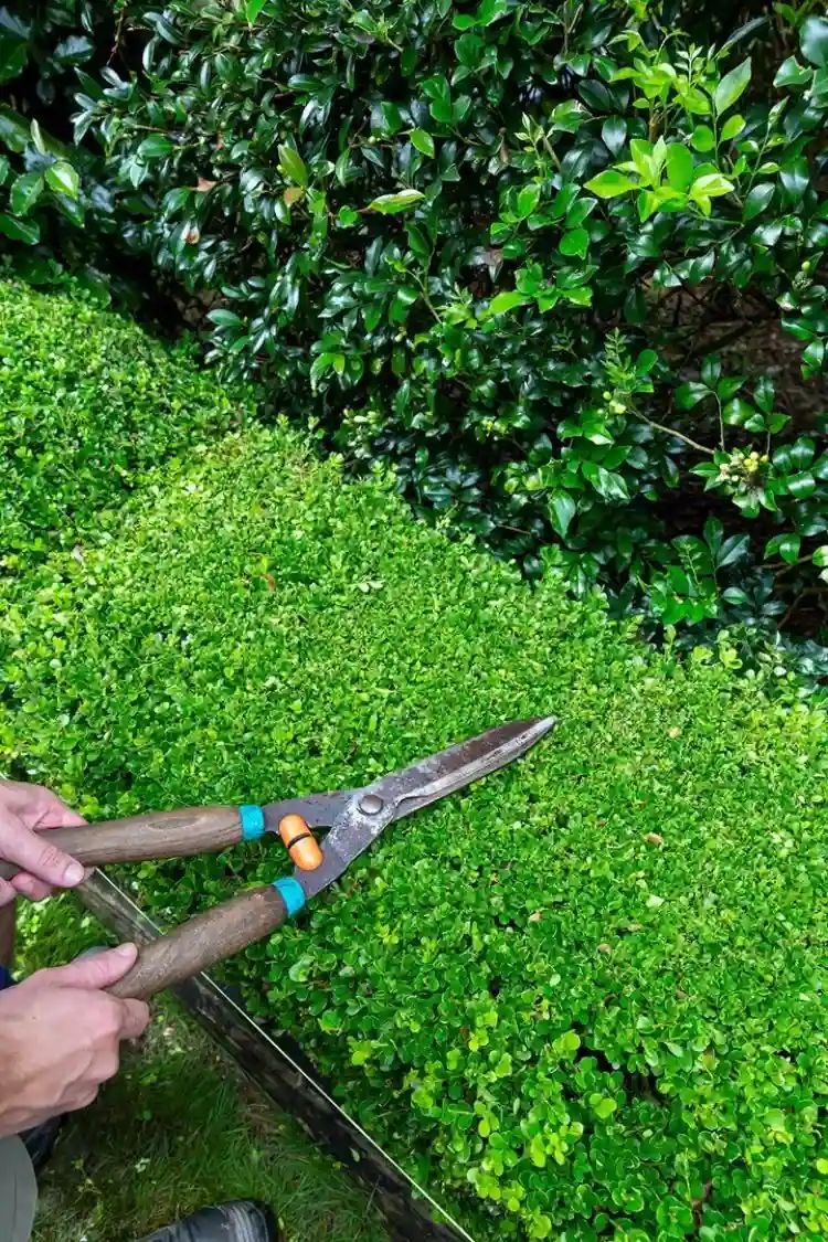 عامل قص الاشجار بجدة