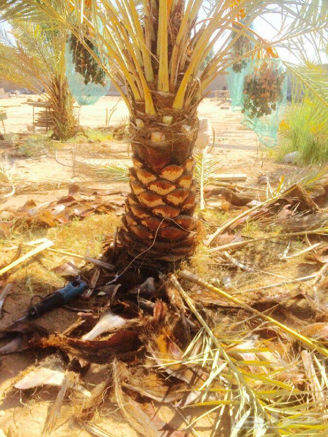 تكريب النخيل بالقطيف