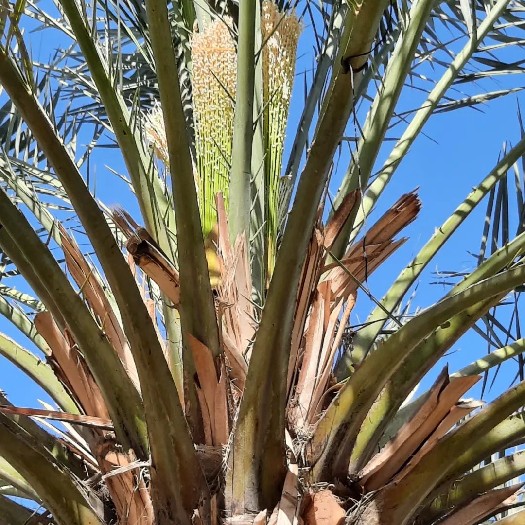 تكريب النخيل بالقطيف