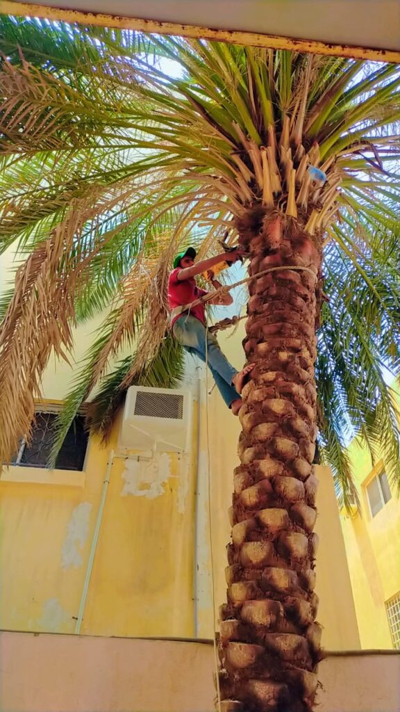 تكريب النخيل بالقطيف