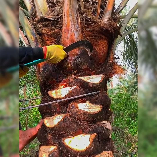 تكريب النخيل بالقطيف