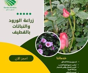 زراعة الورود والنباتات بالقطيف