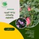 زراعة الورود والنباتات بالقطيف